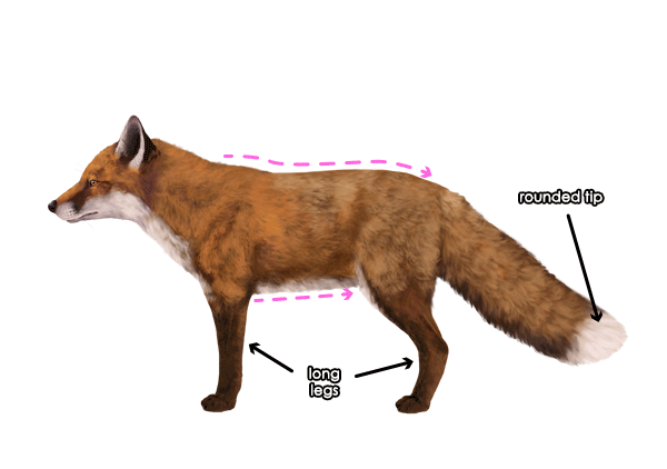 画狐狸教程：怎么画红狐狸和灰狐狸