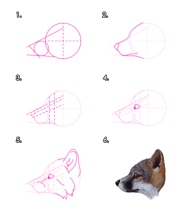 画狐狸教程：怎么画红狐狸和灰狐狸