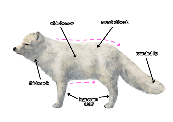 怎么画北极狐