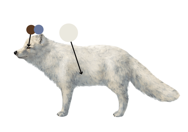 怎么画北极狐