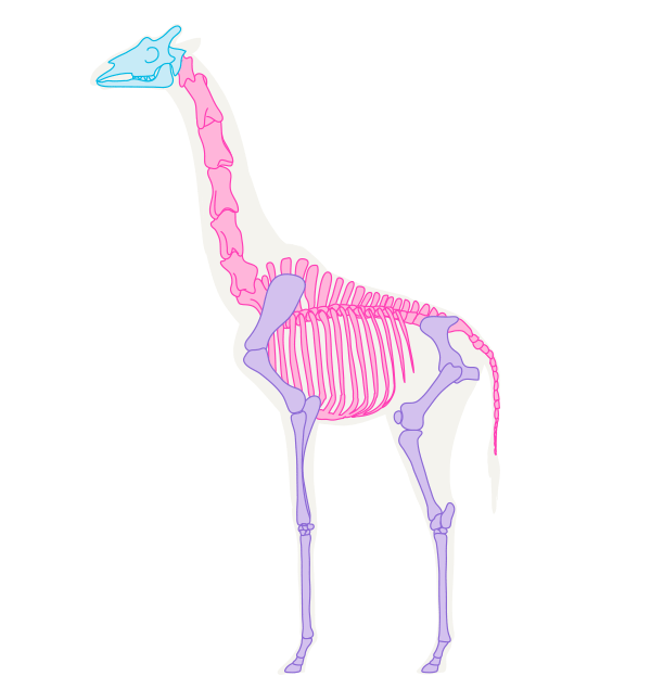 专业画长颈鹿教程 教你如何画好长颈鹿