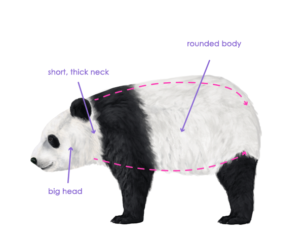 如何画动物：熊和熊猫及其解剖