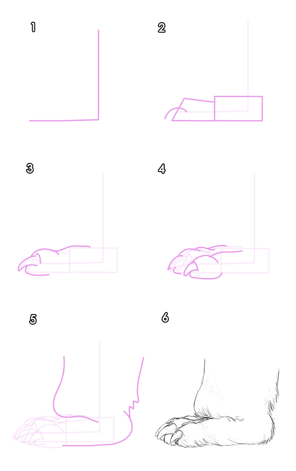 如何画动物：熊和熊猫及其解剖