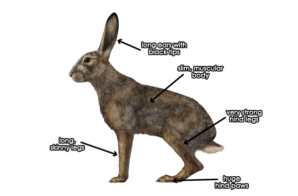 如何画动物：野兔和兔子