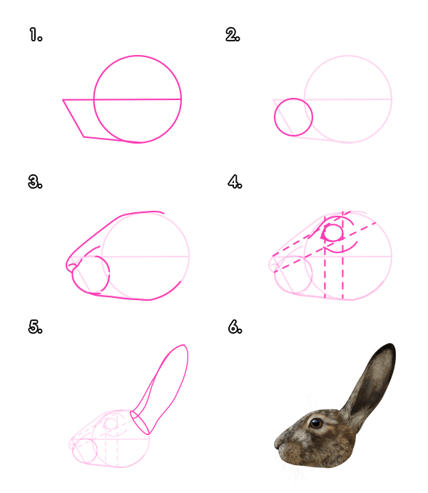 如何画动物：野兔和兔子