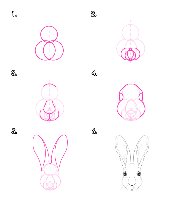 如何画动物：野兔和兔子