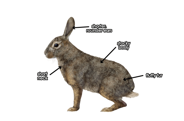 如何画动物：野兔和兔子
