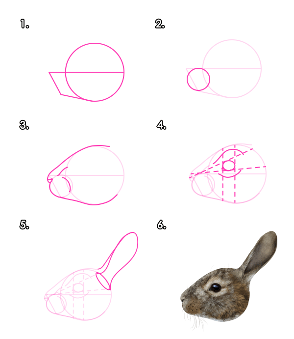 如何画动物：野兔和兔子