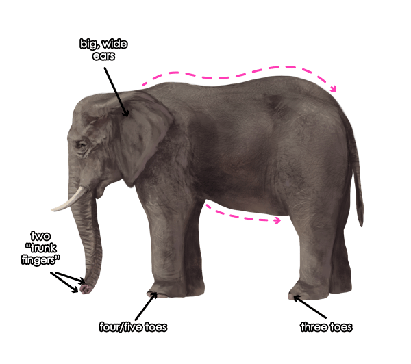 专业画大象教程：大象的分解与绘画