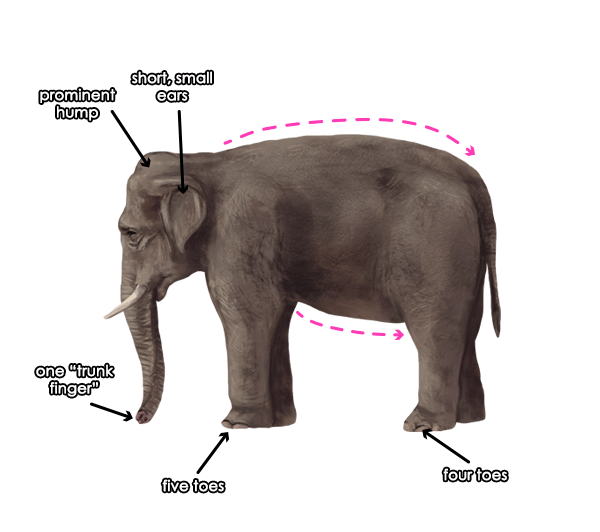 专业画大象教程：大象的分解与绘画