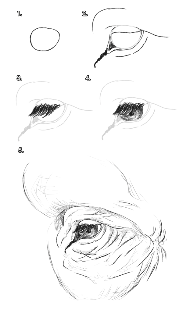 专业画大象教程：大象的分解与绘画