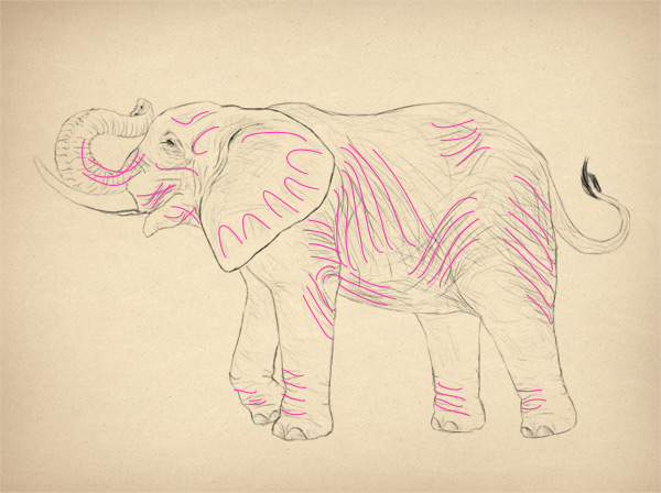 专业画大象教程：大象的分解与绘画