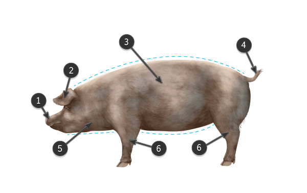 如何画动物：家猪，野猪和疣猪