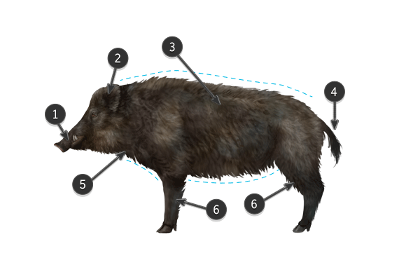 如何画动物：家猪，野猪和疣猪